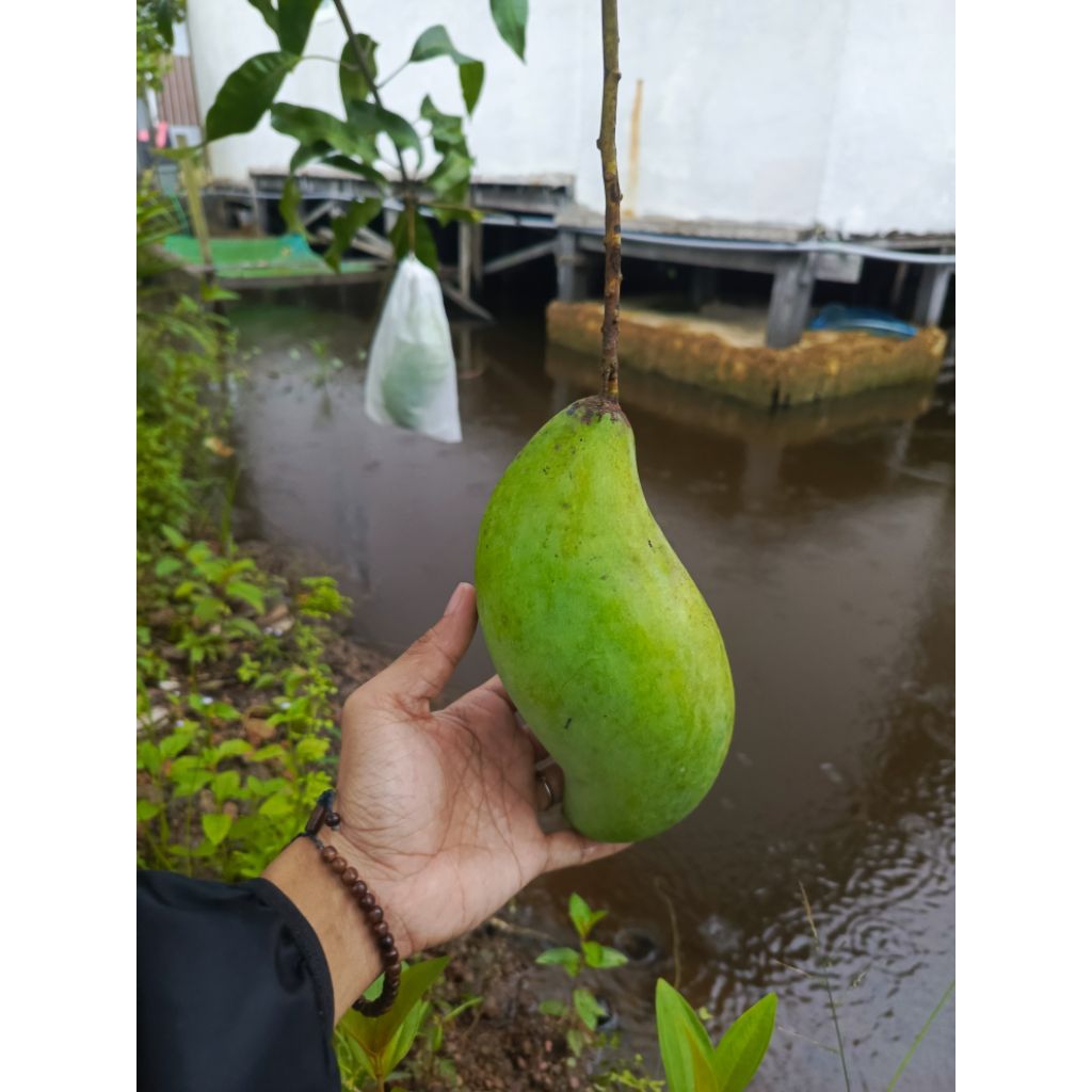 bibit cangkok mangga mahatir