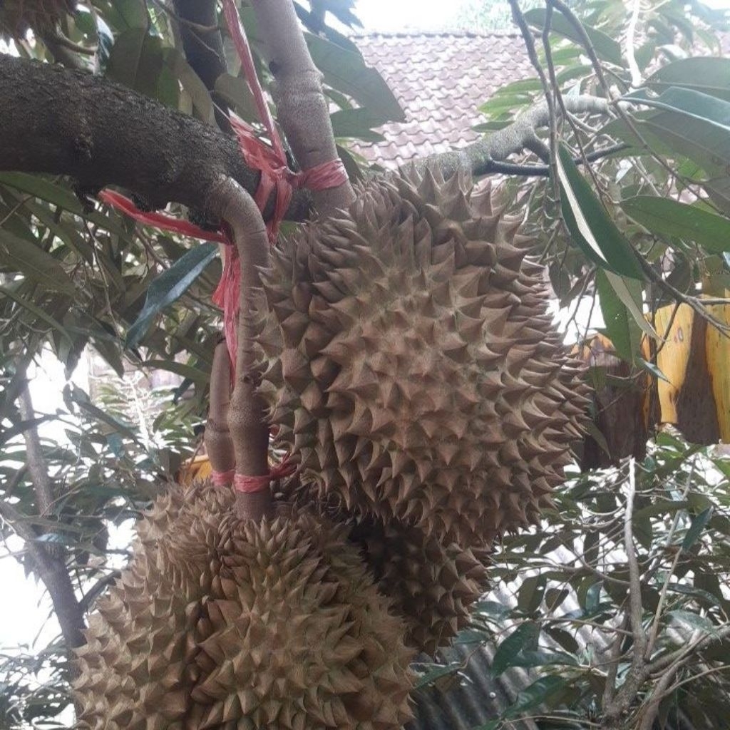 Entres durian montong, musangking, bawor, pelangi papua
