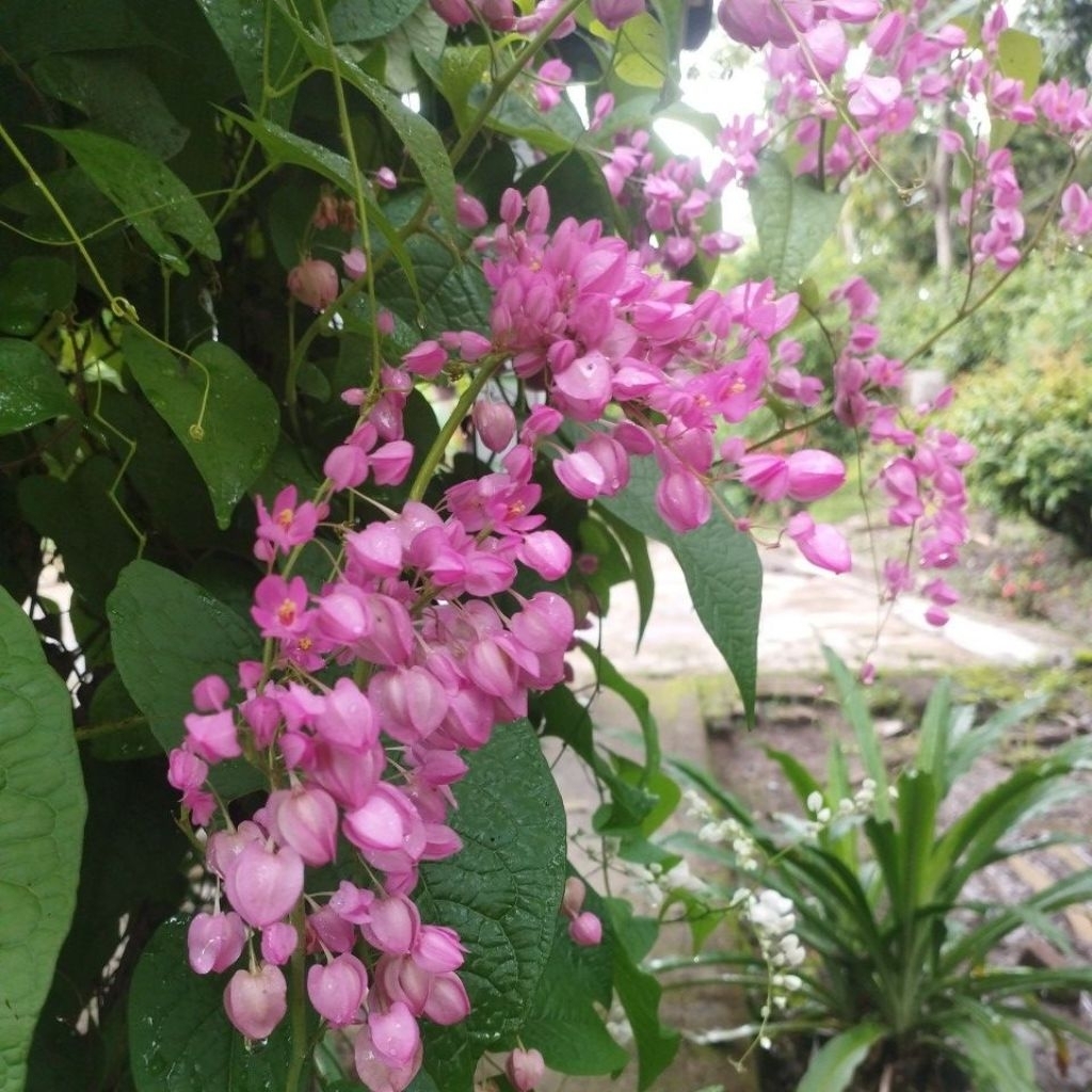 benih/bibit bunga air mata pengantin