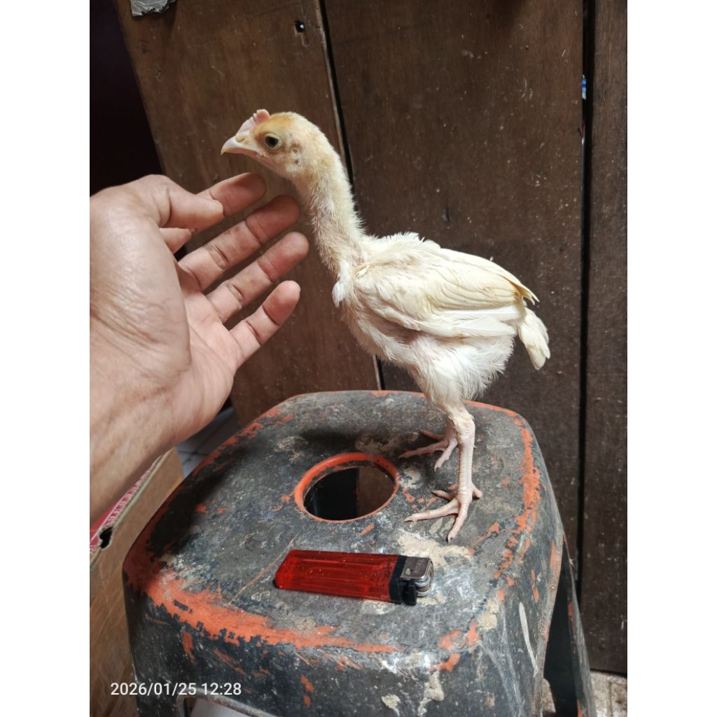 anakan ayam pelung putih