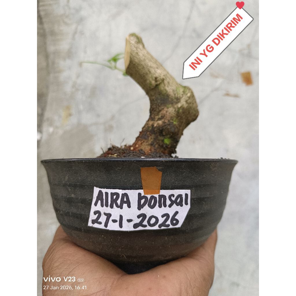 bahan bonsai sancang real pict