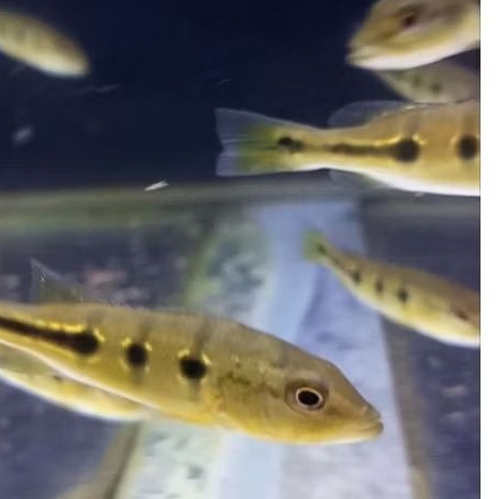 Peacock Bass orinoco dapat  5