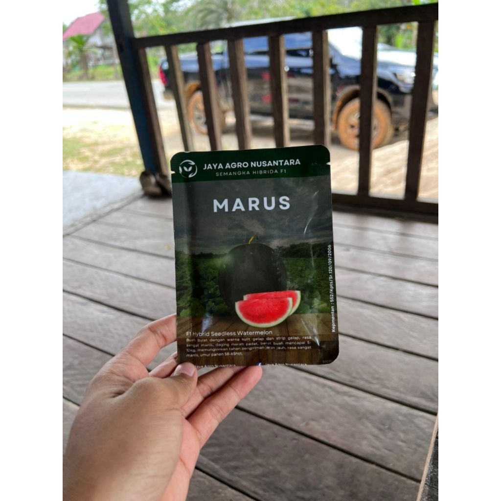 MARUS F1, Semangka bulat non biji kulit gelap strip hijau gelap