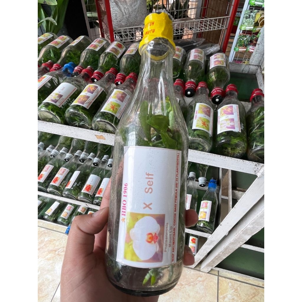 bibit anggrek bulan dalam botol