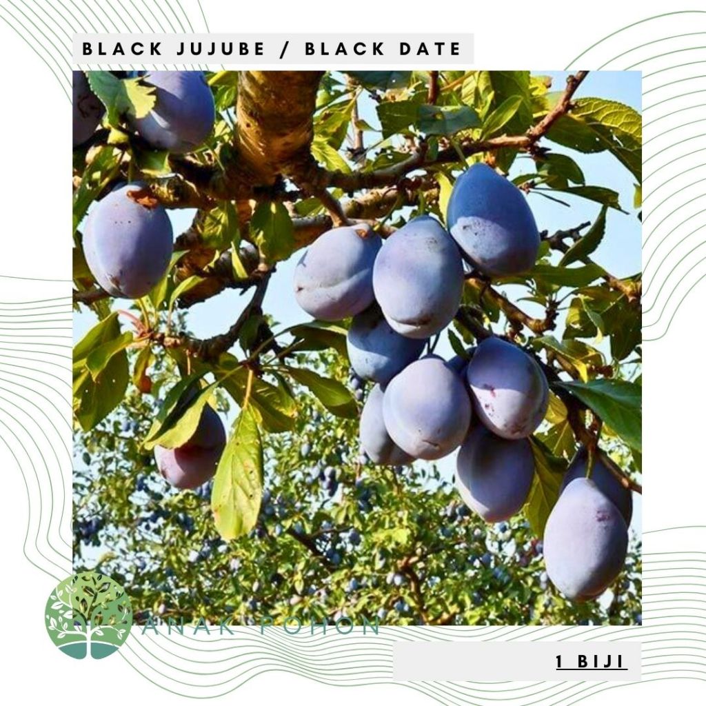 Benih Bibit Biji - Buah Black Jujube Chinese Black Dates Angco Hitam Kurma Korea Kurma China Fruit S