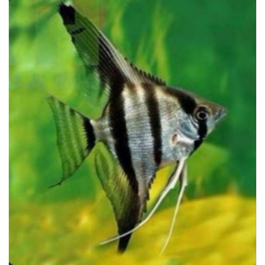 HIASAN AQUASCAPE MANFISH ALTUM