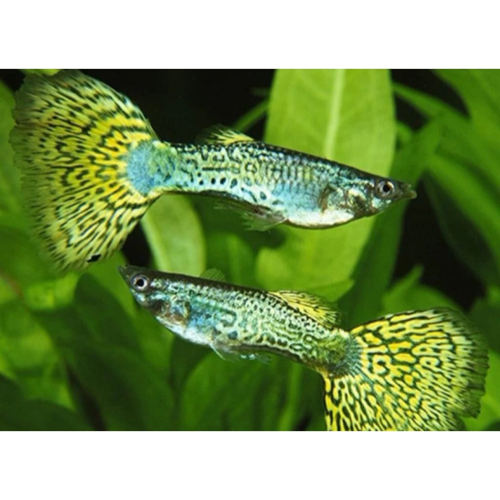 HIASAN aquascape Guppy cobra
