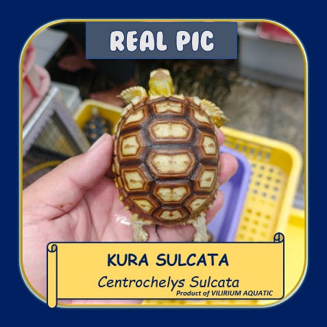 KURA DARAT - SULCATA  (TORTOISE)
