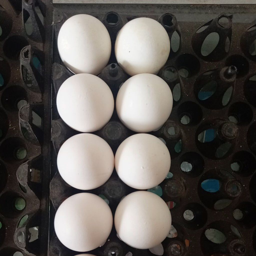 TelurAyamWhiteLeghorn