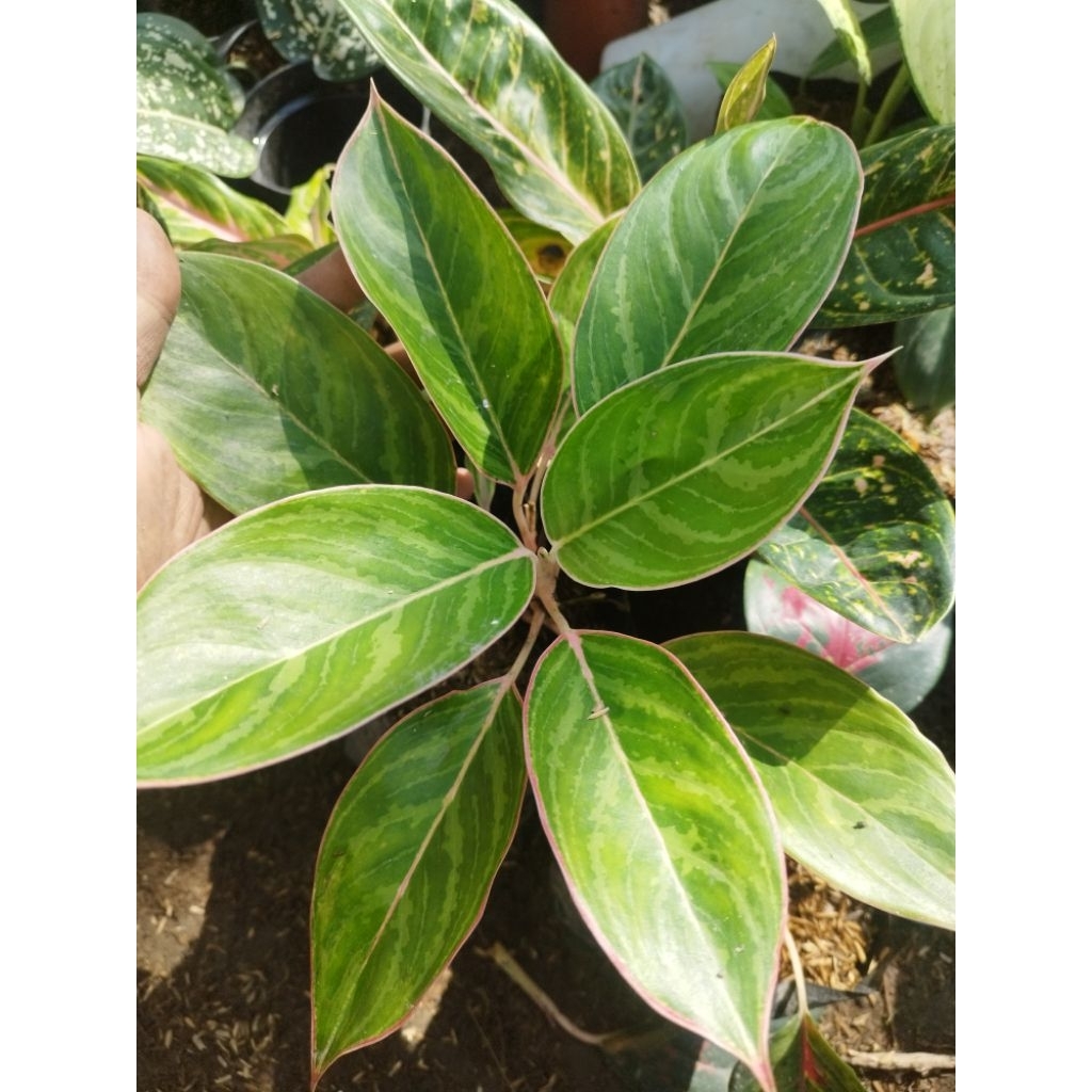 Aglonema Lipstik Zebra - Tanaman Hidup Langka - wajib Koleksi