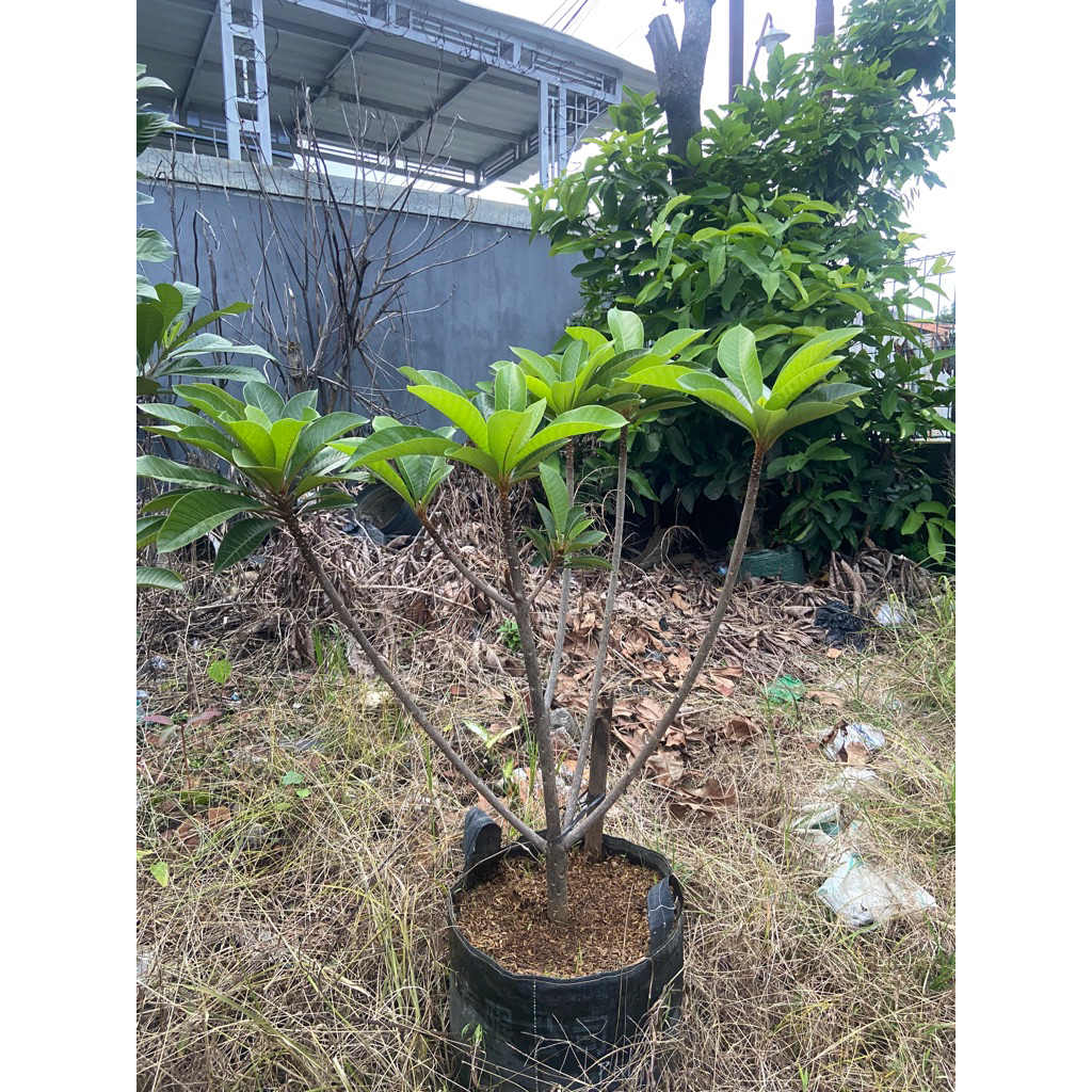 planterbag mamey sapote Lorito