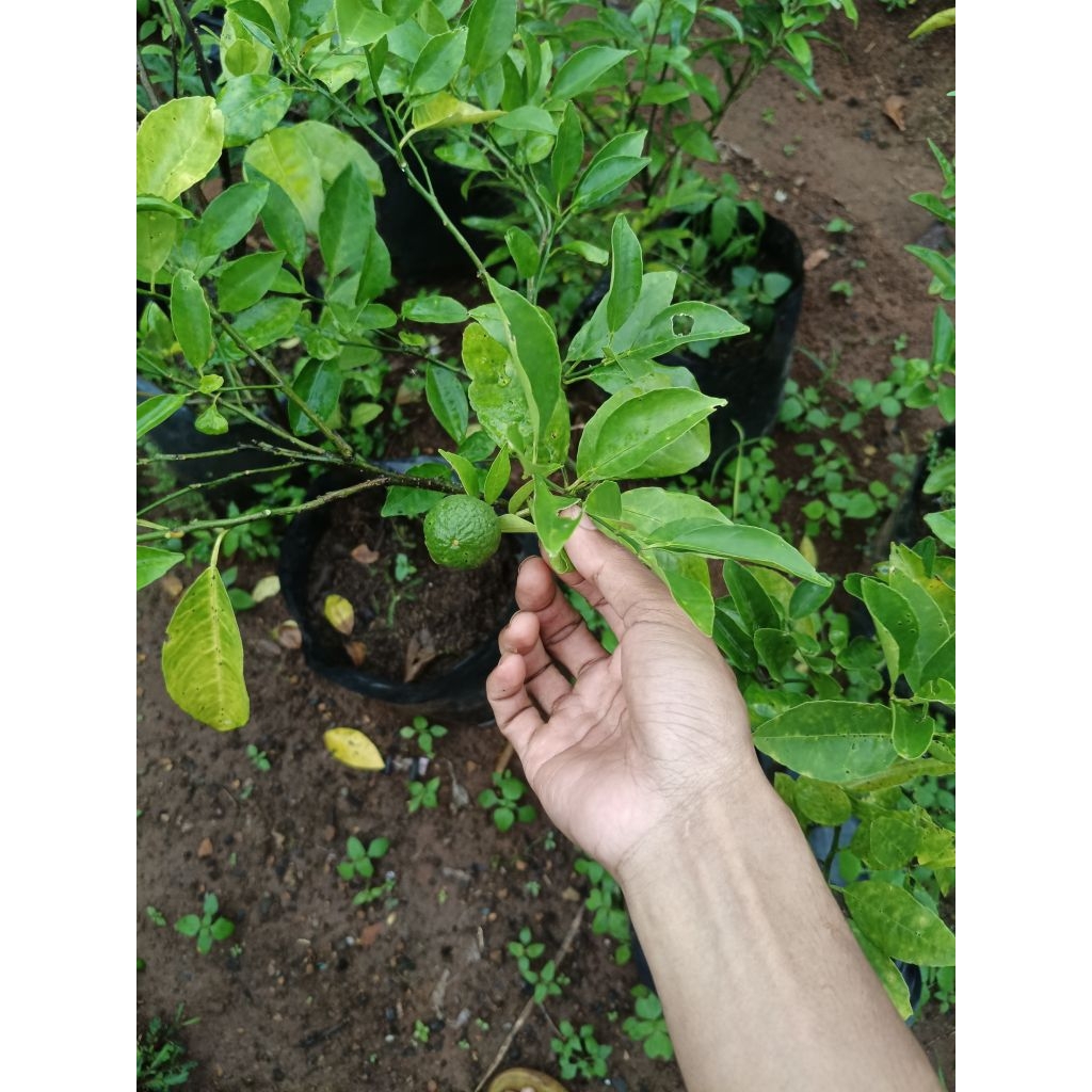 Bibit jeruk RGL kondisi berbuah