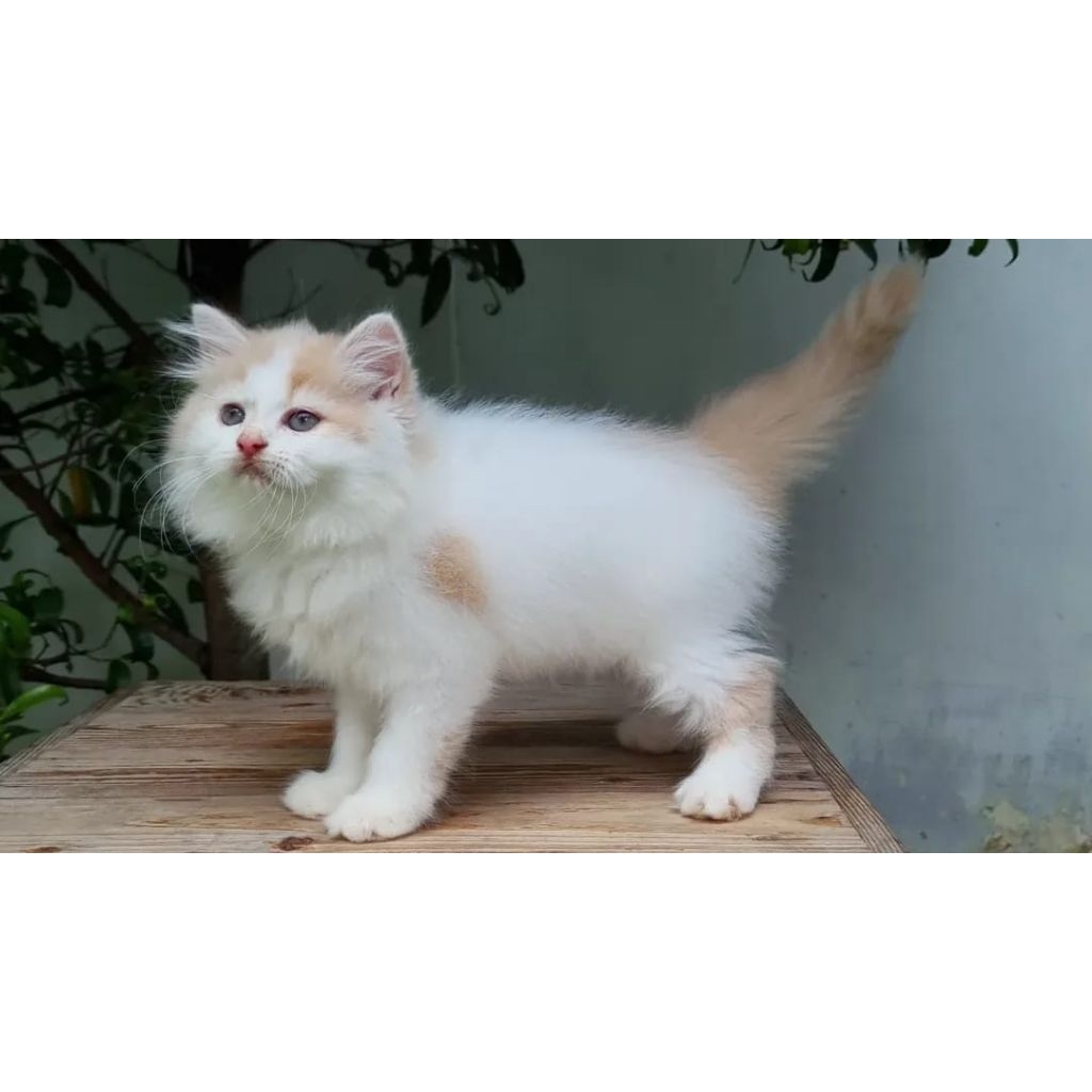 KUCING PERSIA MEDIUM 3 BULAN CREAM PUTIH