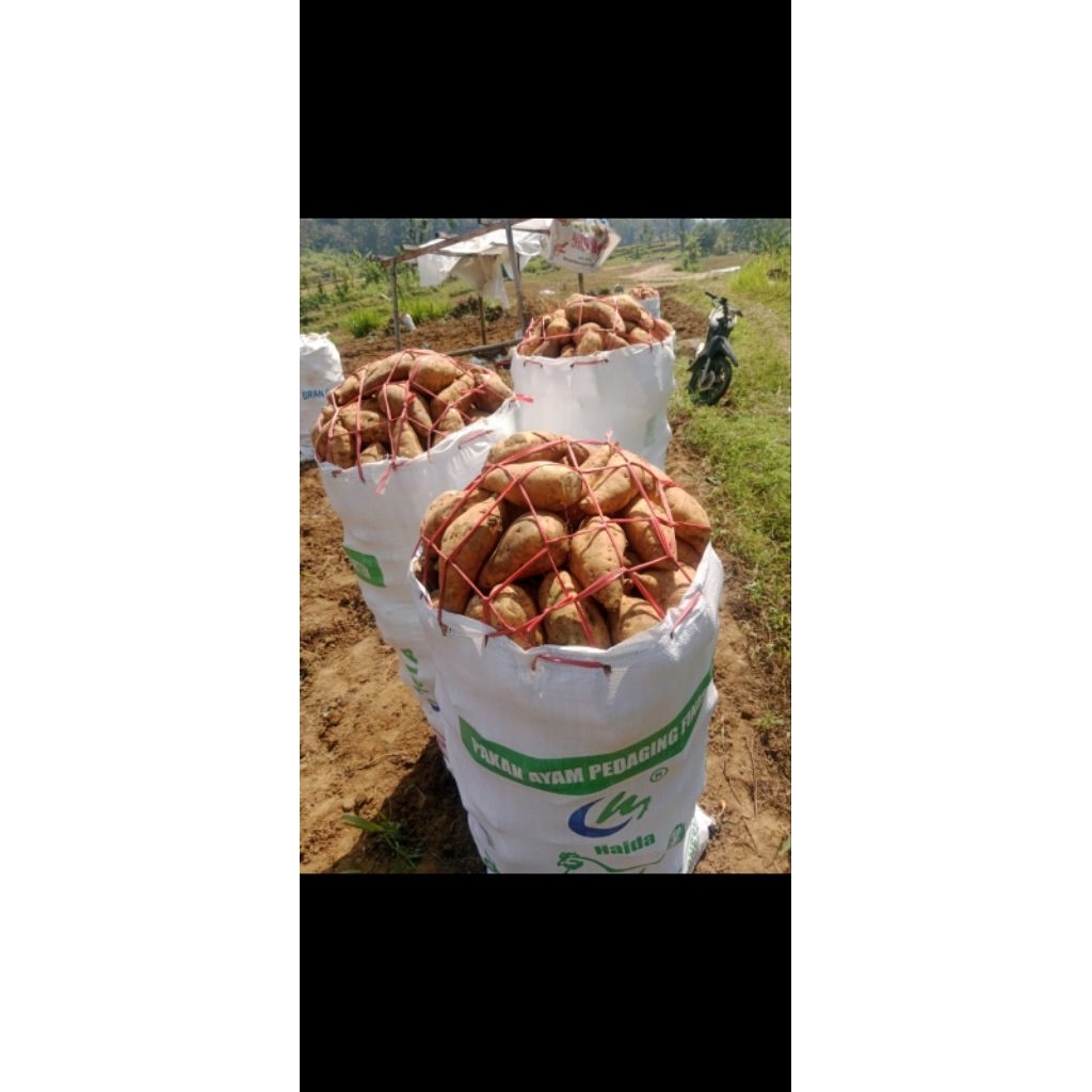 TELO MADU / UBI CILEMBU madu/ KETELA OVEN madu harga 7.000 perkg