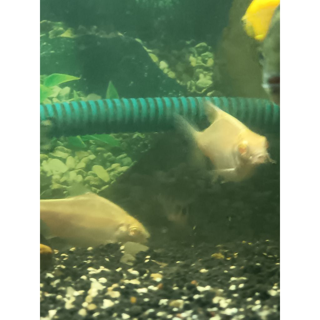 Hiasan aquarium kapiat albino