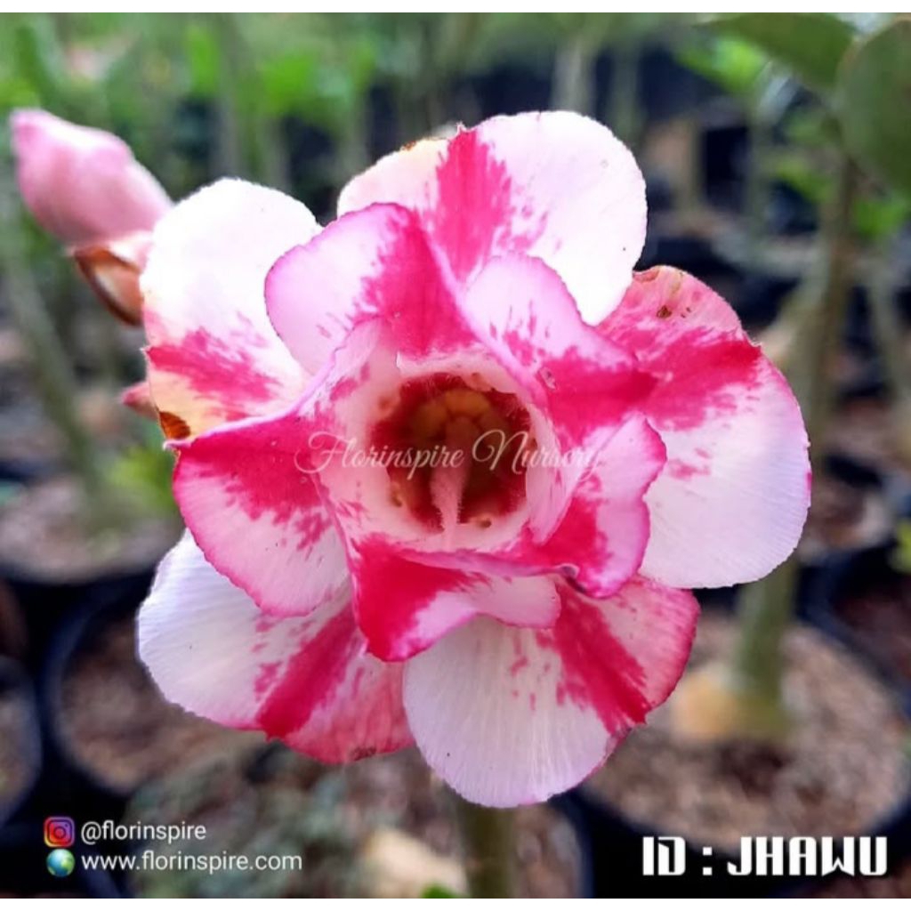 ADENIUM BUNGA TUMPUK KAMBOJA ID.JHAWU