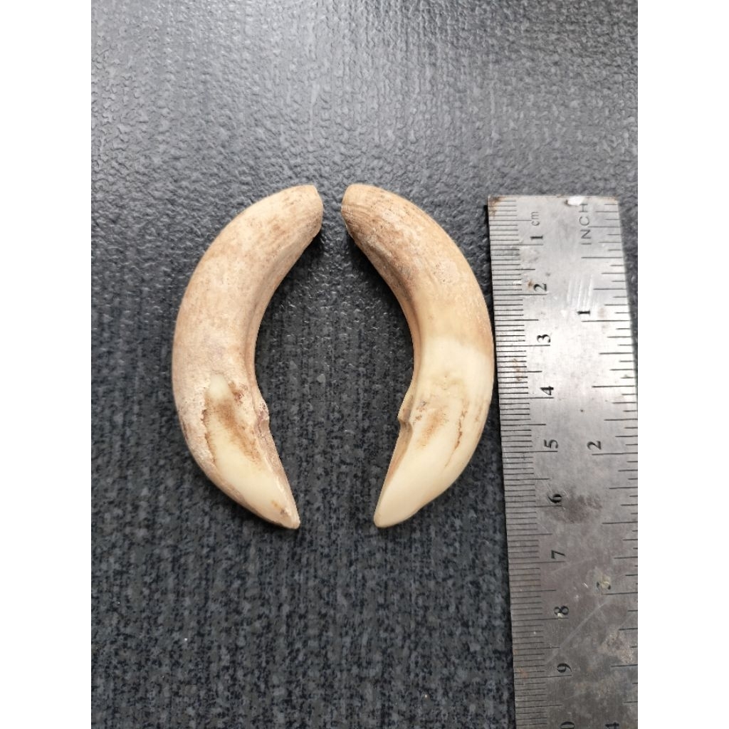 Koleksi etnik Taring babii sepasang.dijamin asli