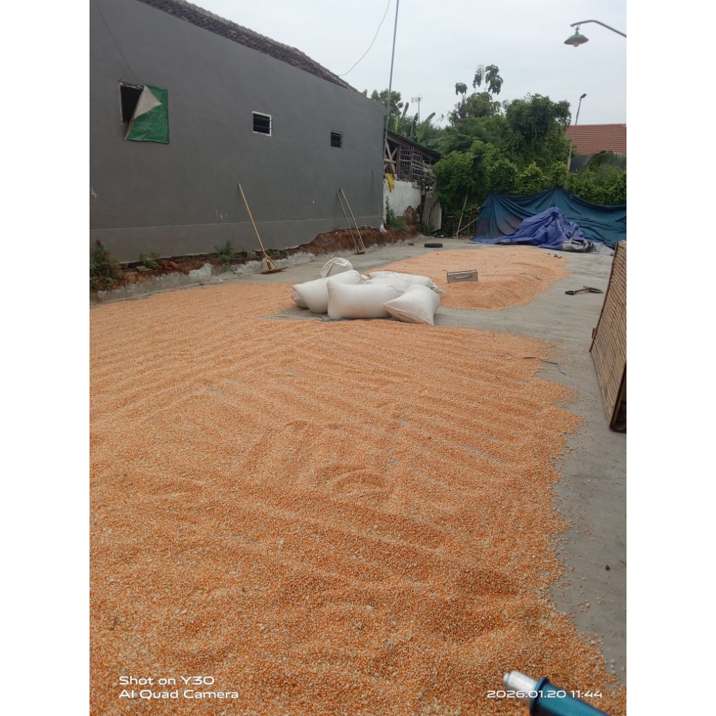 Jagung Kering Kering