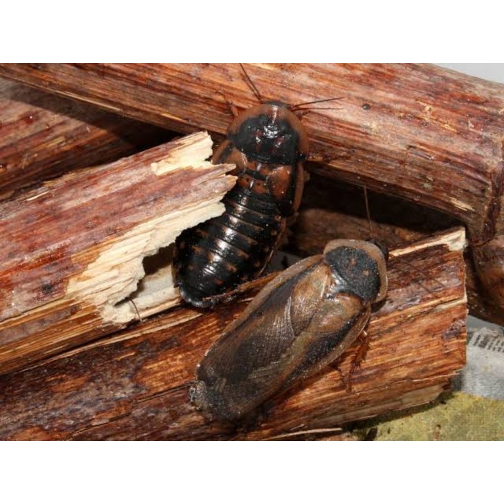 Kecoa Pakan Jenis Dubia Indukan ukuran 4-5cm