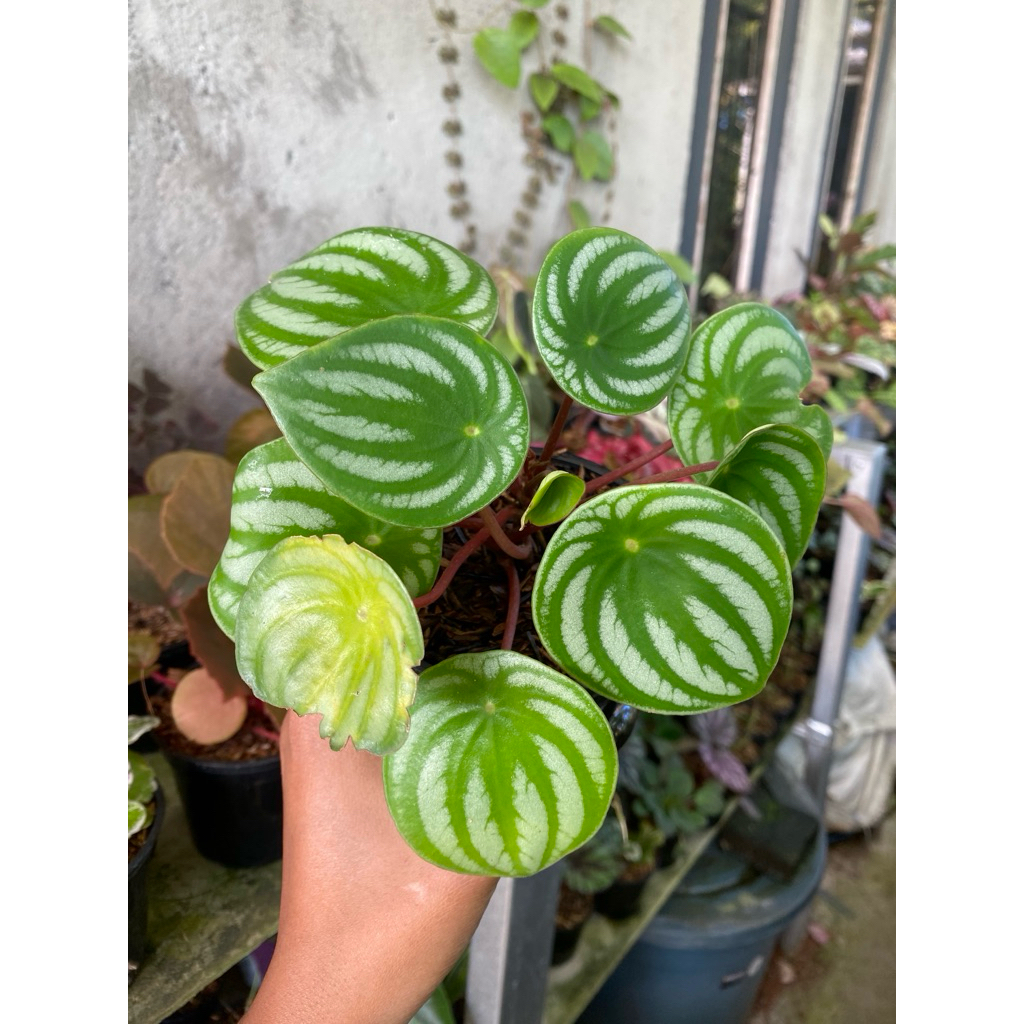 peperomia watermelon variegata