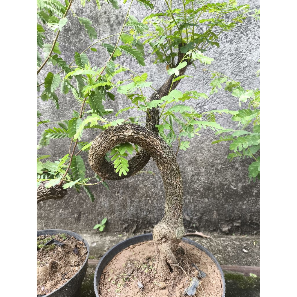 bonsai asem jawa
