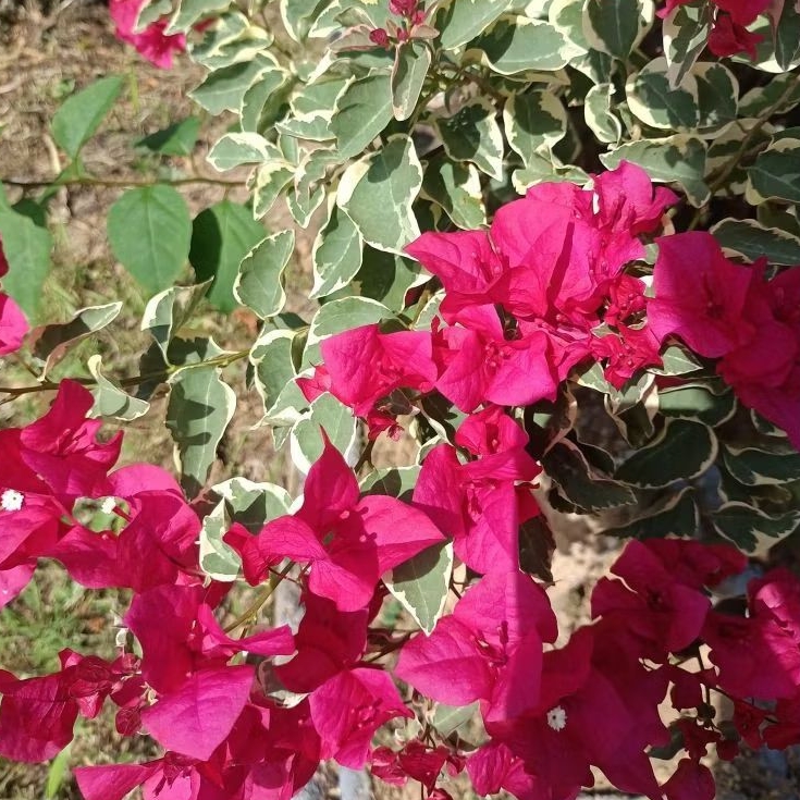 Bougenville Varigata Merah