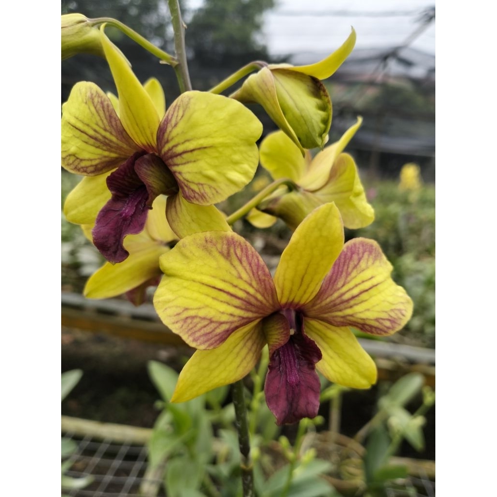 Anggrek Dendro Bunga Anggrek