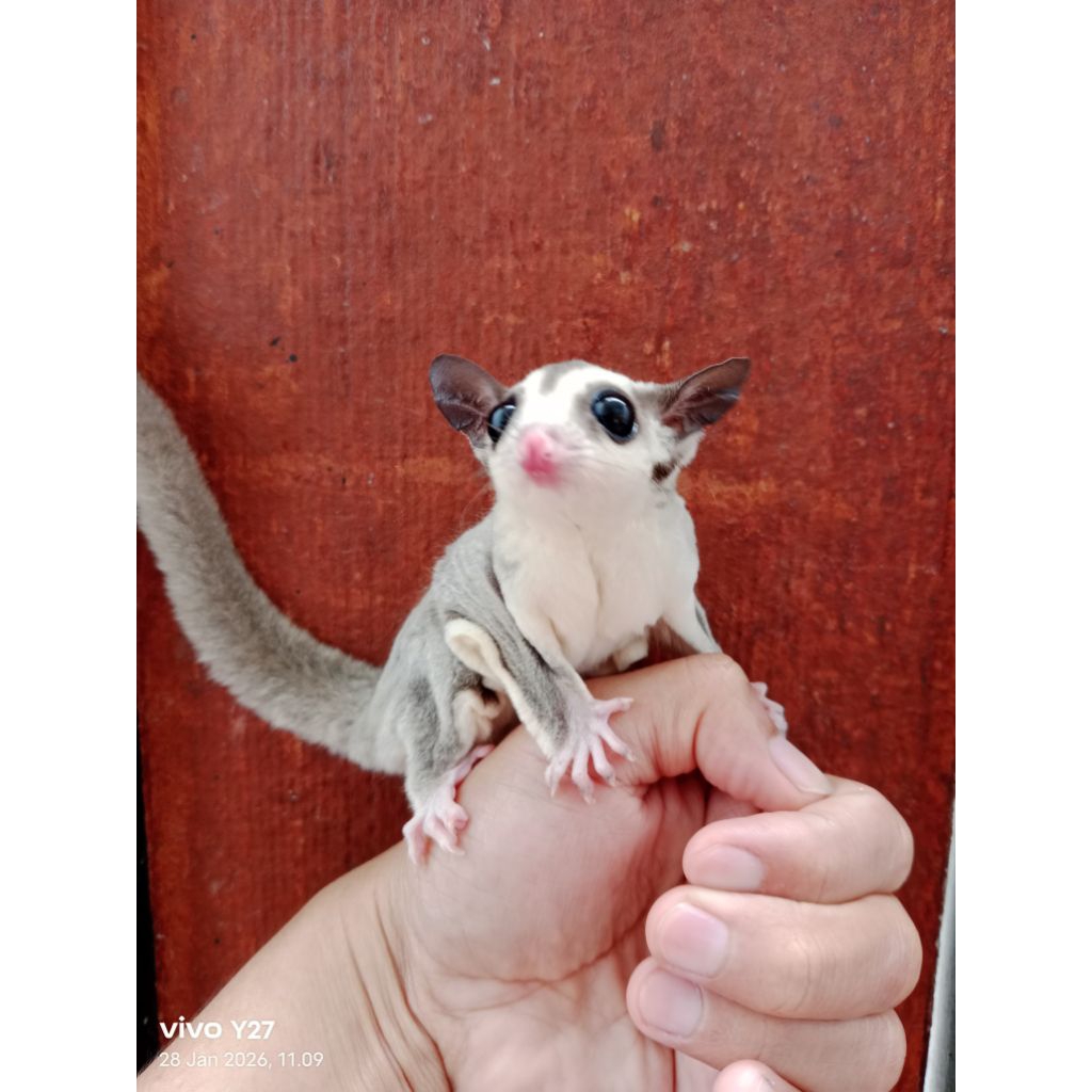 Sugar glider platinum Joey
