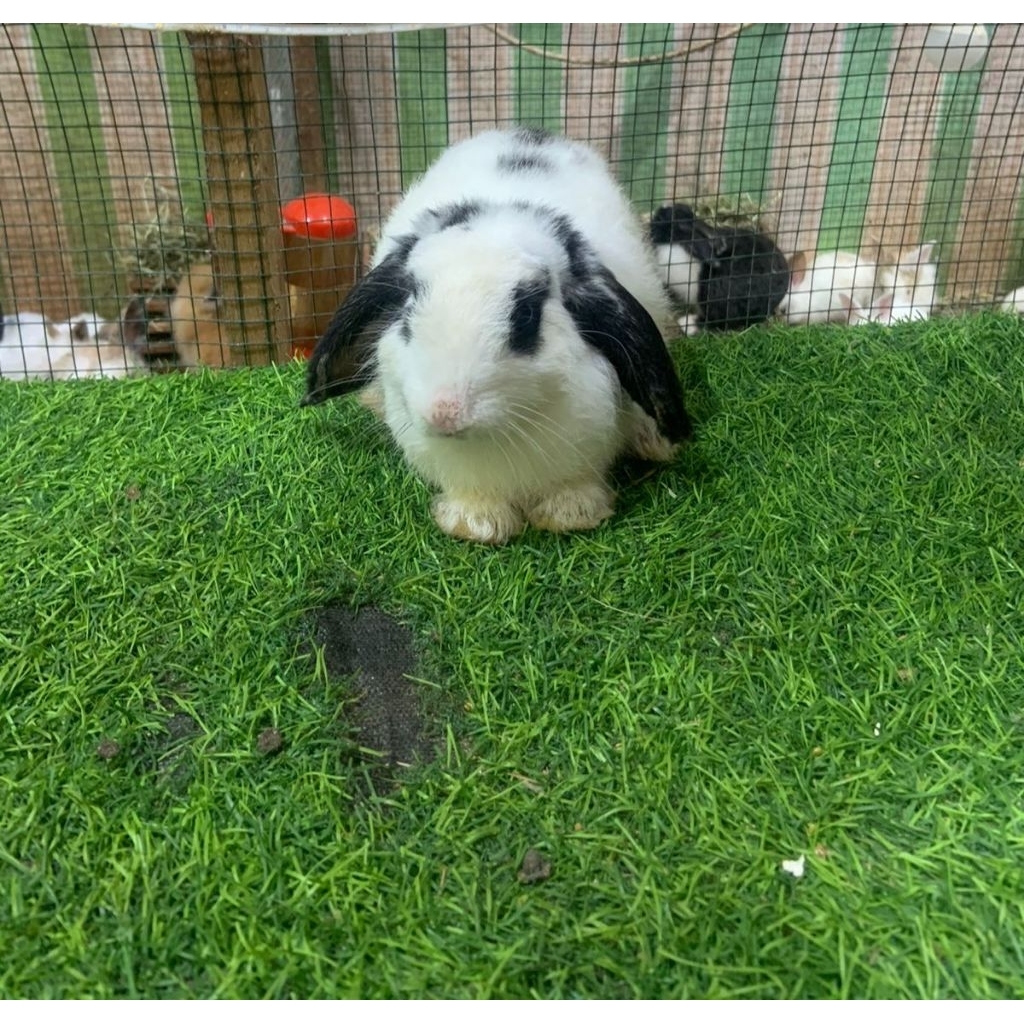 Kelinci Holland Lop Jantan Usia 4-5Bulan