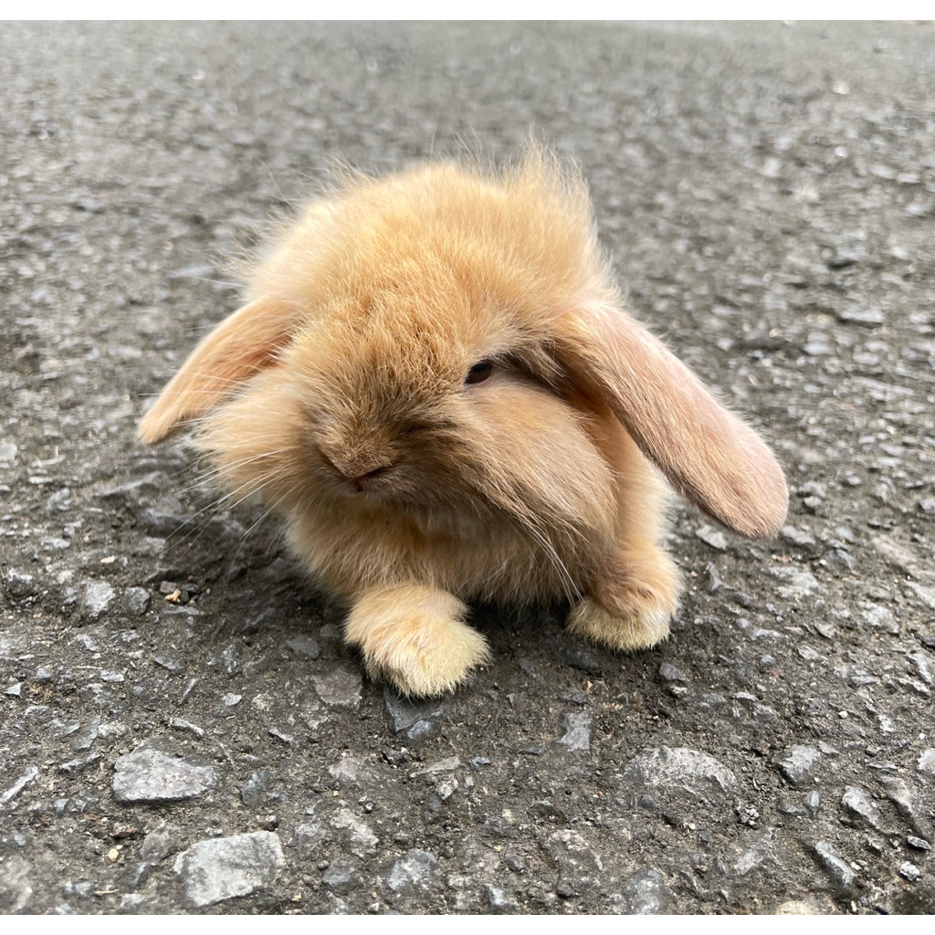 KELINCI HIAS HOLLAND LOP FAWN