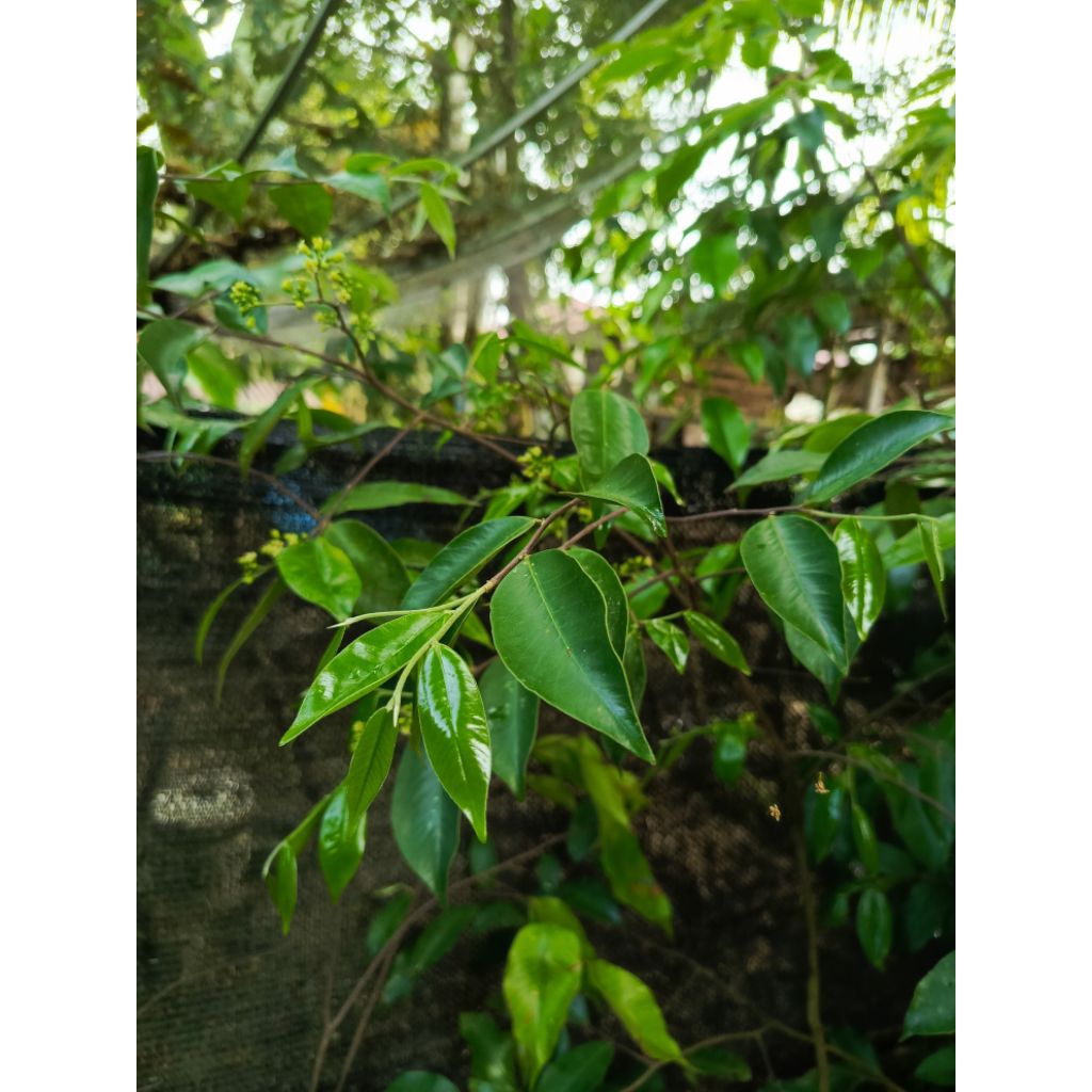 Pohon Gaharu sudah berbunga Bibit Gaharu Istimewa  bibit Gaharu langka