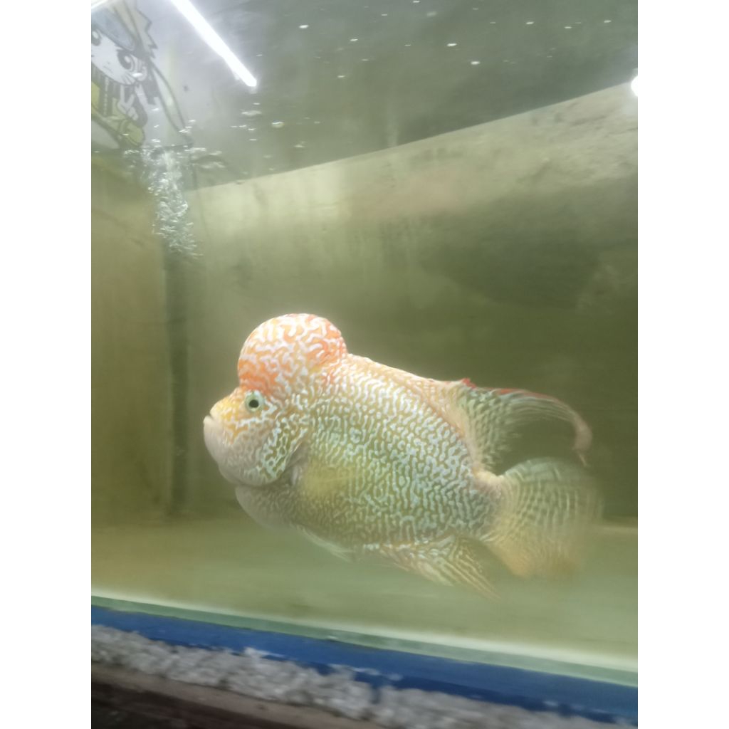 lohan golden base kamfa mutiara sining merah size 5cm