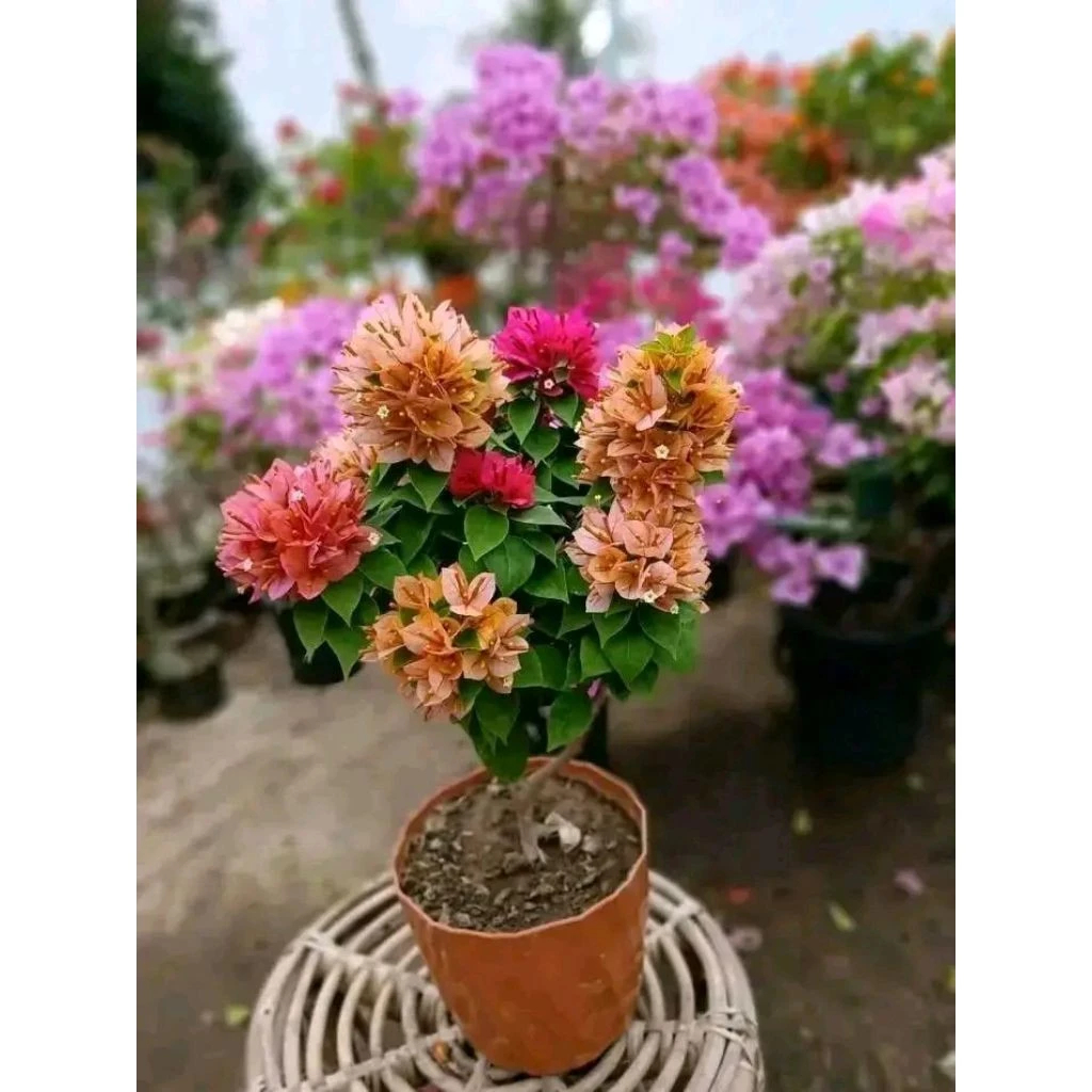 NO 1 SHOPEETANAMAN HIAS Bougenvile/Bugenvi 4-10 WARNA  SINGAPORE ICE BUNGA KERTAS BIBIT BAHAN BONSAI