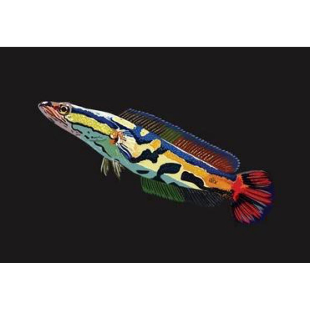 toman golden cantik 5-7 cm great A++ kualitas terbaik