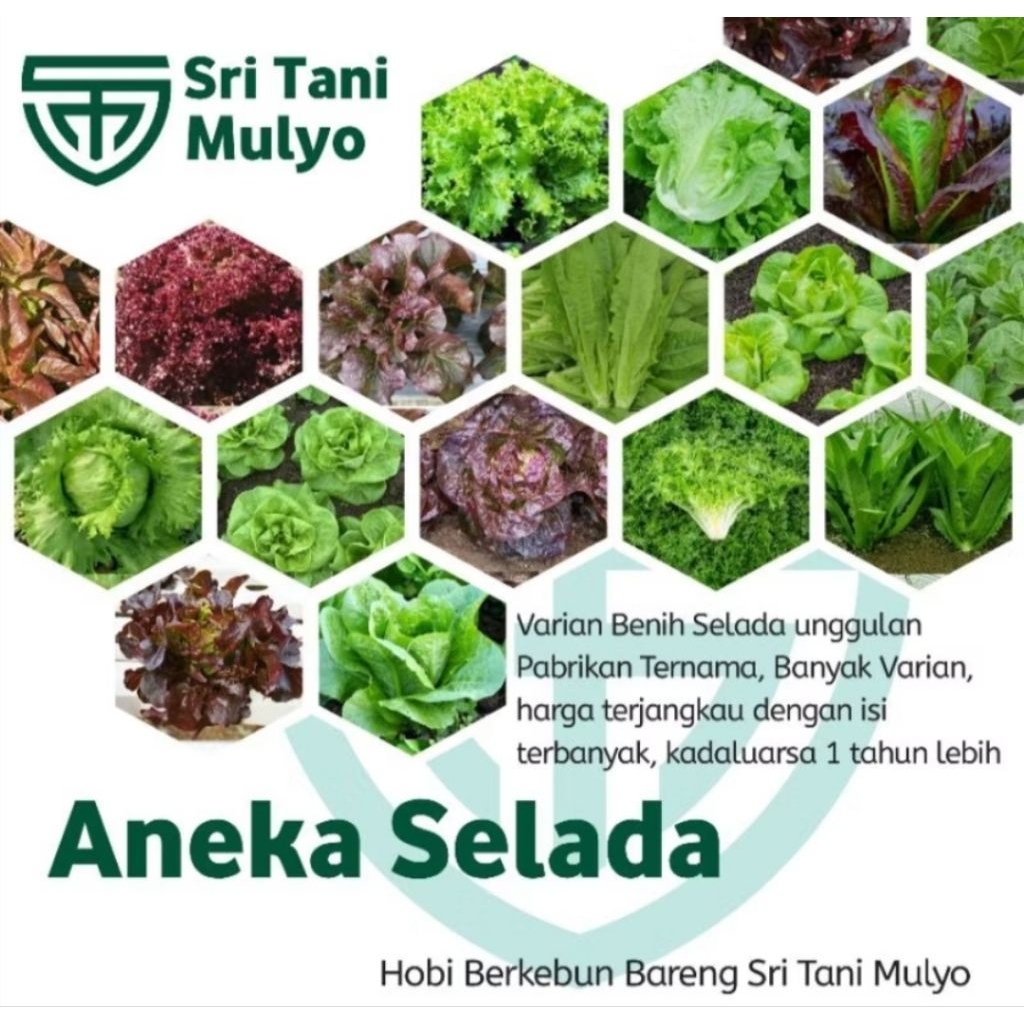 STM Bibit Sayuran Selada Unggul Benih Tanaman Sayur Selada Hidroponik Hijau Keriting