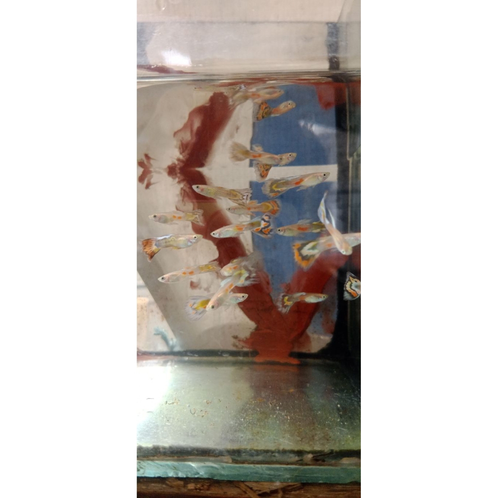 Guppy Colorful / Guppy Hias / Guppy Cantik / Guppy Super / Guppy Premium