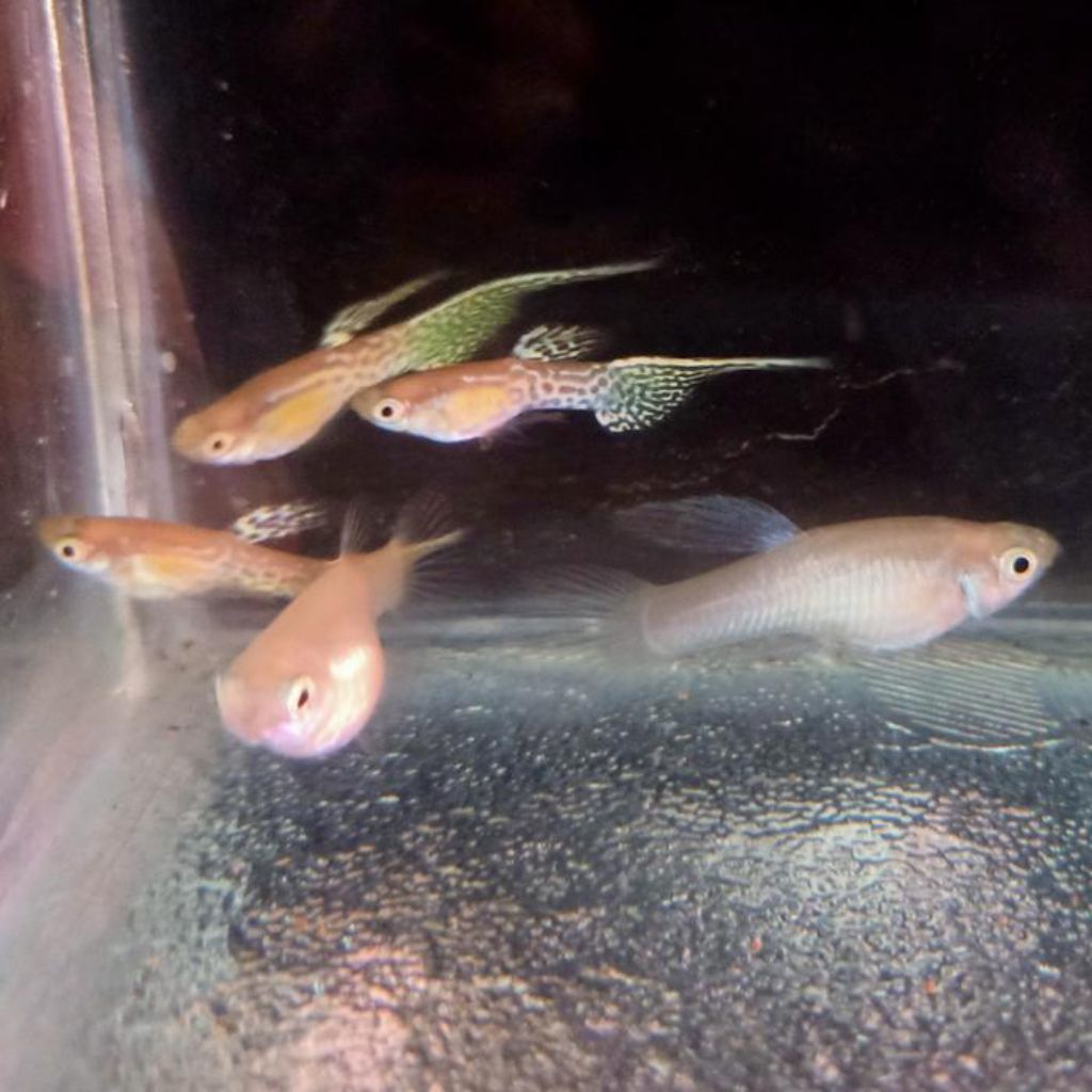 hiasan akuarium guppy blonde yellow indukan siap produksi