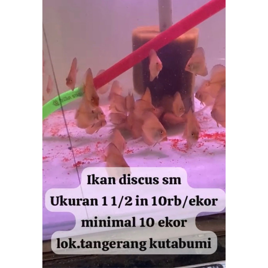 Promo paketan murah anakan discus 10 ekor