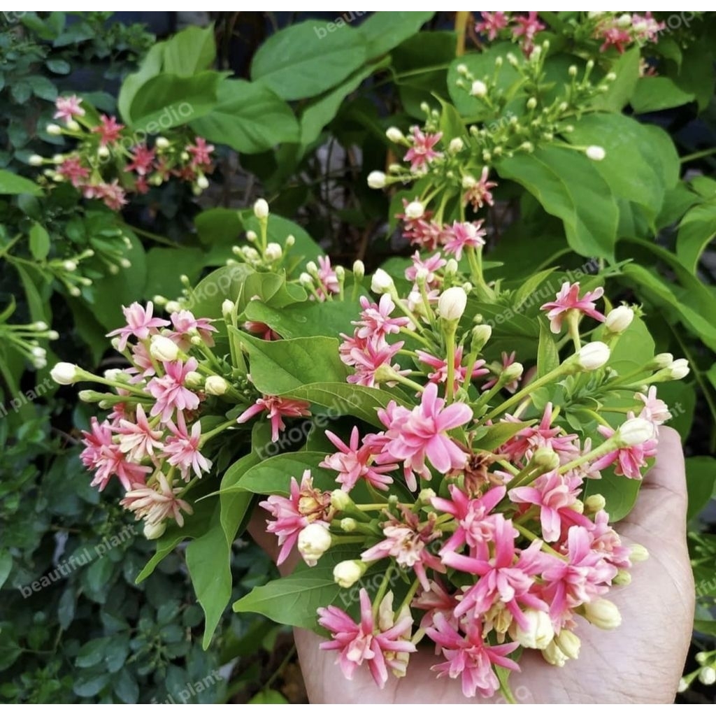 Tanaman Hias Melati Belanda - Tanaman Melati Belanda merambat Bunga Melati Belanda wangi