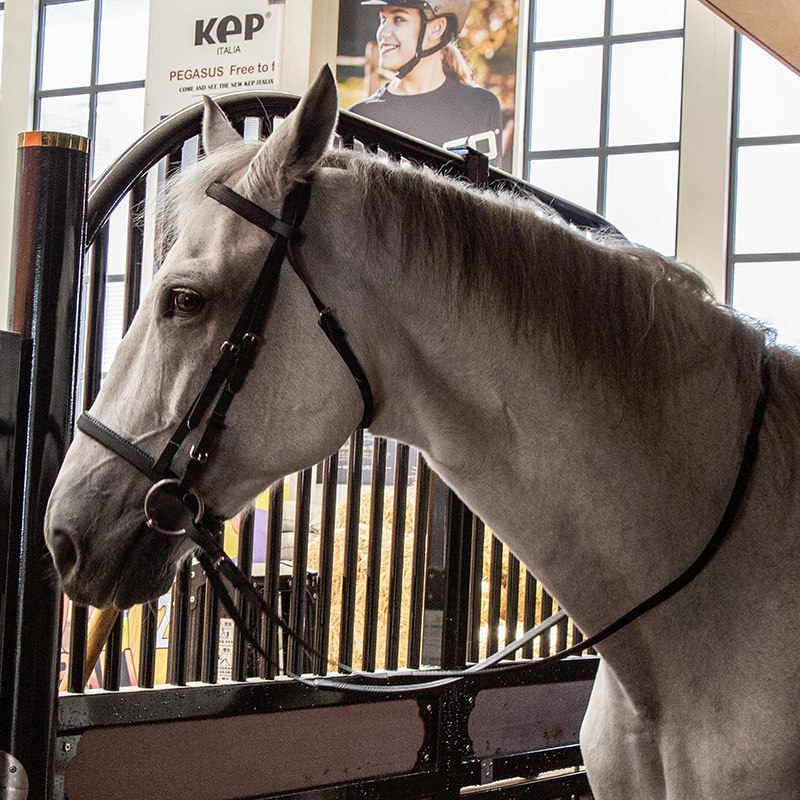 Saddle Pelana Bantalan Safety Handle Leather Kuda Horse Cavassion Set