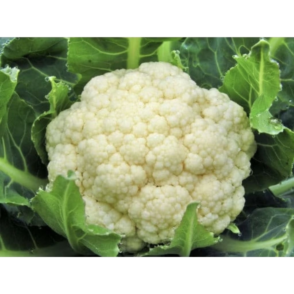 Kembang Kol Segar Bandung