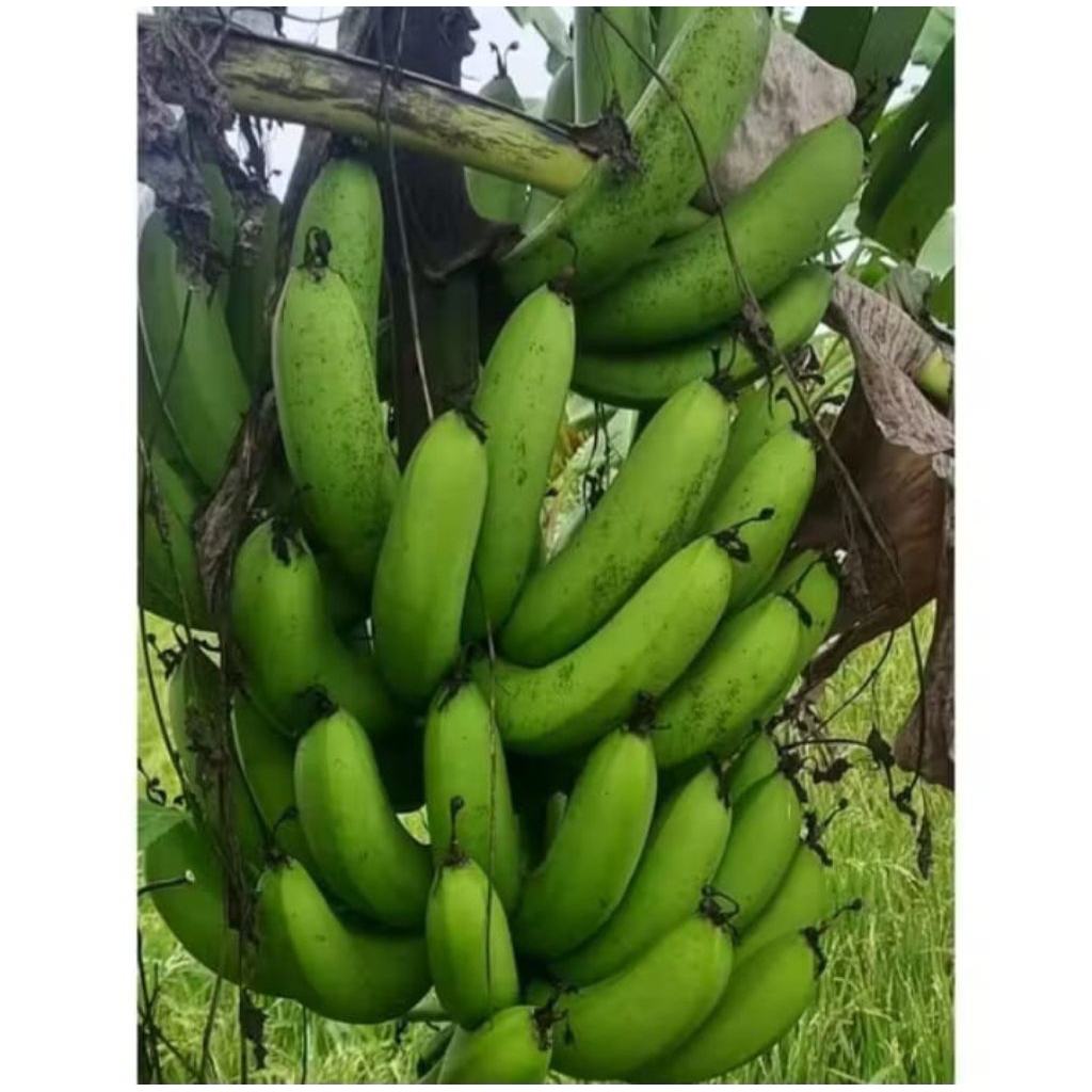 bibit anakan pisang Ambon ijo super Masin
