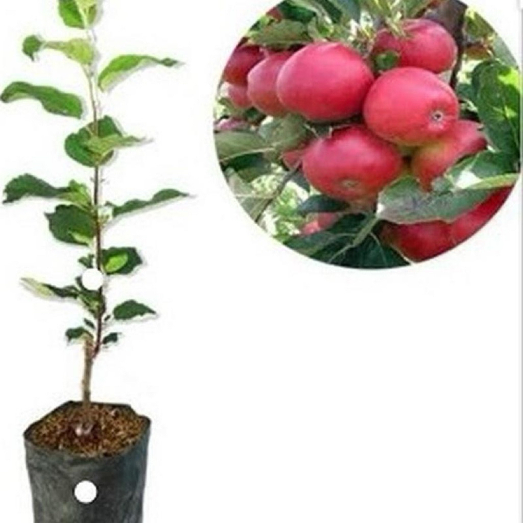 Bibit apel merah cangkok cepat berbuah