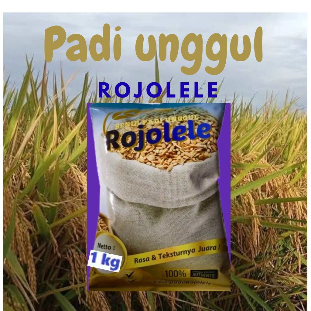 BENIH PADI UNGGUL ROJOLELE 1Kg KUALITAS PREMIUM
