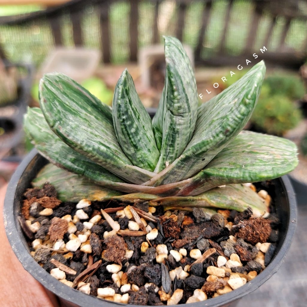 Gasteria cv. Sakura Fuji - Rooted offshoot - Tanaman Hias Dekorasi Rumah dan Taman