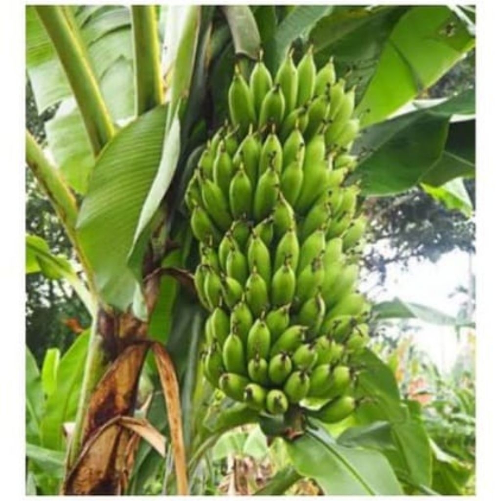 Bibit Pisang Raja Uli Hasil Kultur Jaringan