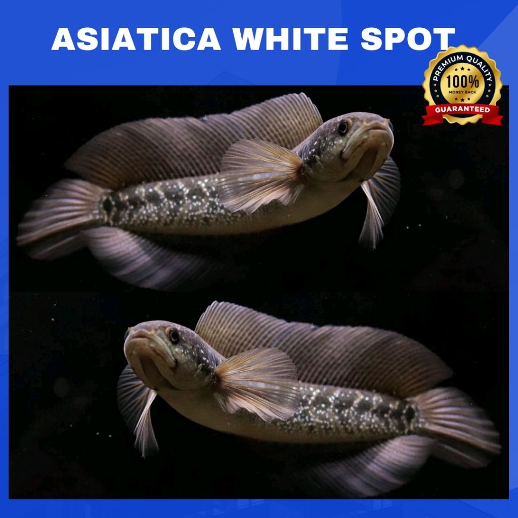ASIATICA WHITE SPOT - Pure Galak Super Bahan Gondrong | SINGLE TANK - BEST SORTIRAN | Snakehead - Ch