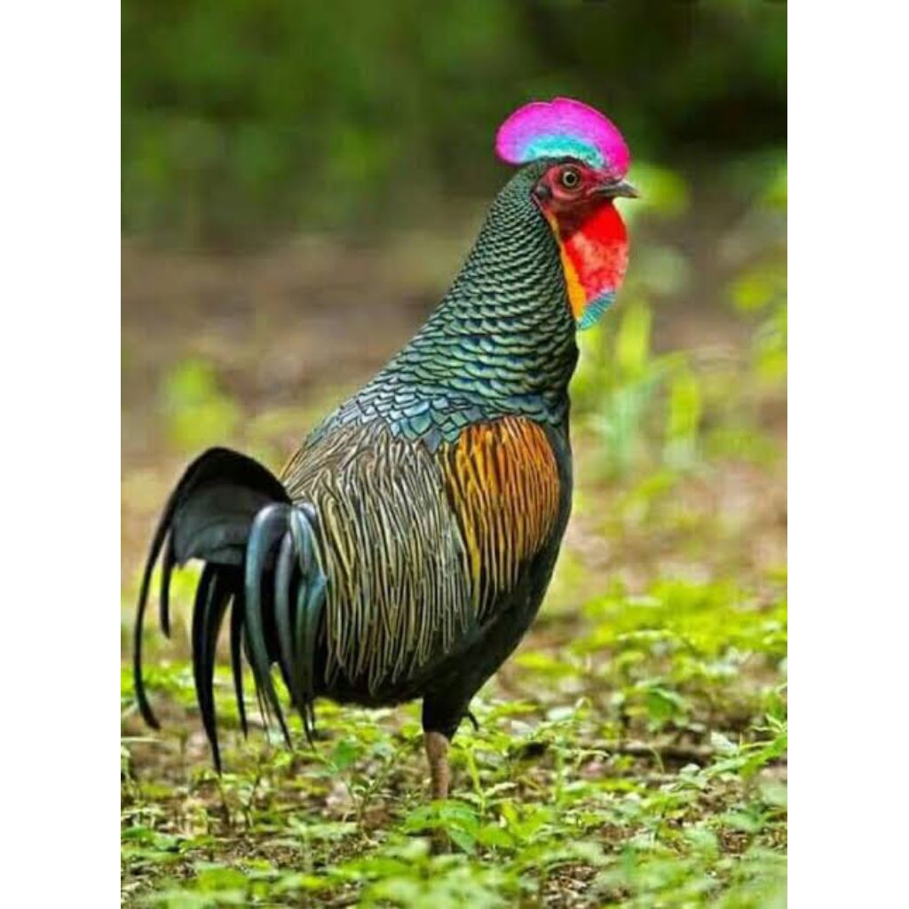 Telur Ayam Hutan x Jawa Bekisar Fertil Untuk Ditetaskan