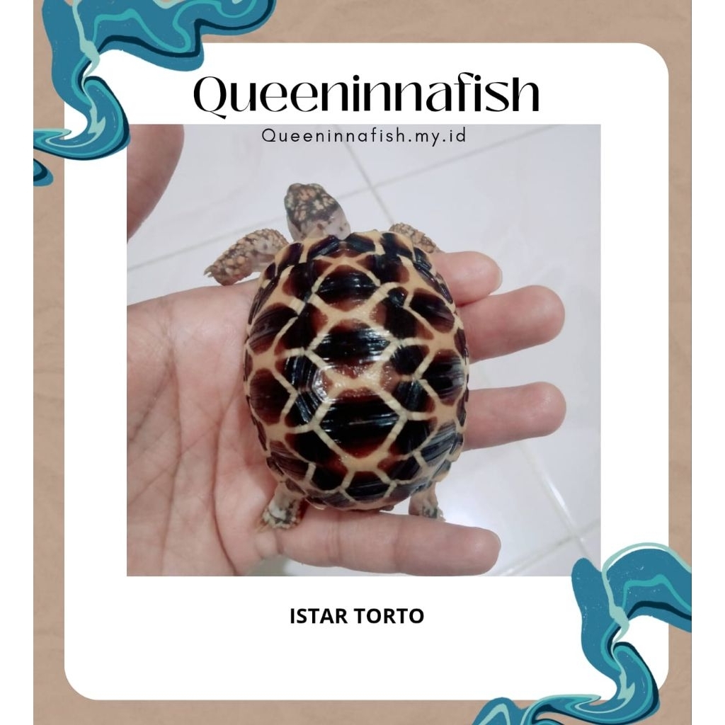 kura darat indian star / istar tortoise 5-6 cm