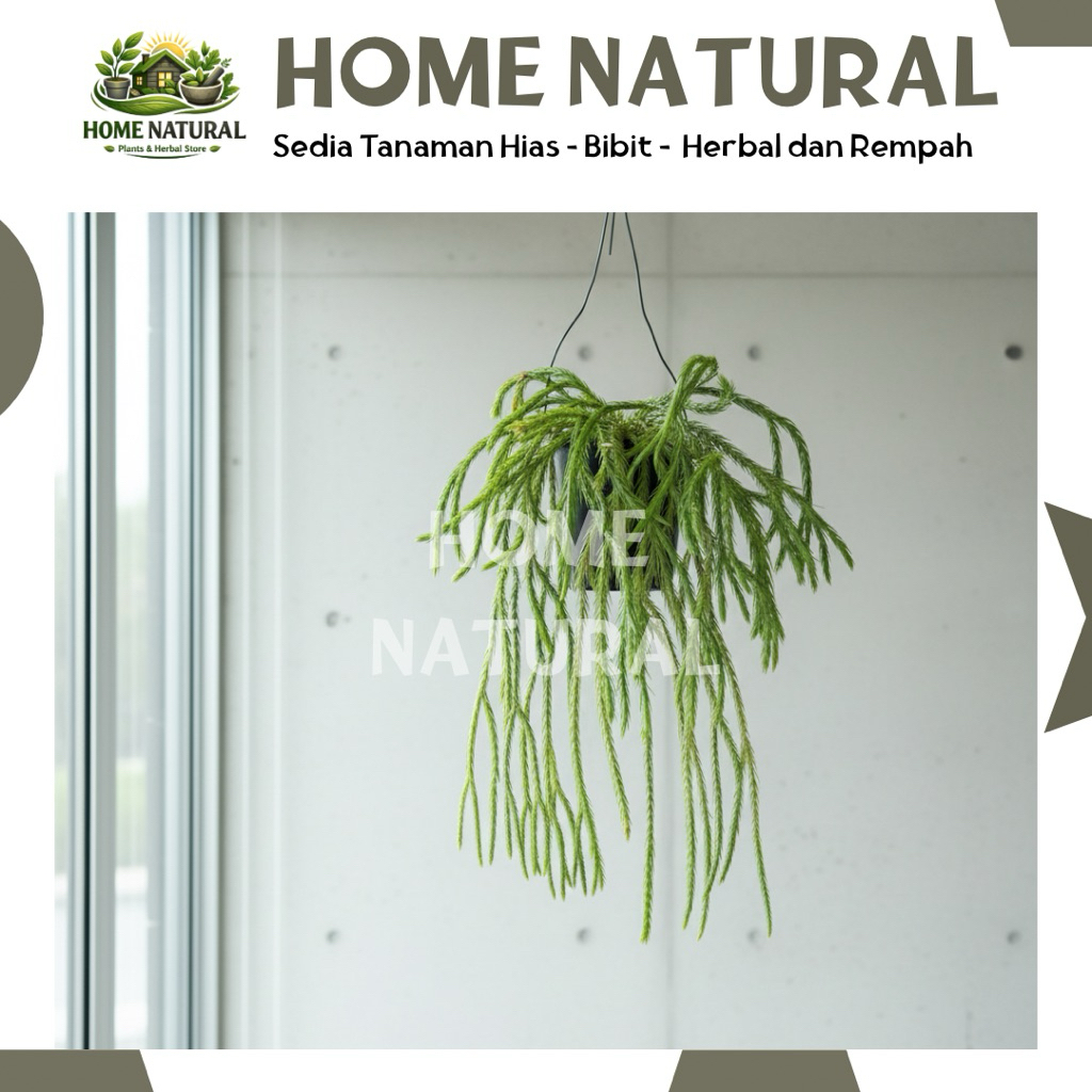 Rumpai Huperzia Carinata Tanaman Hias Rumpai Siap Pajang